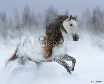 Bild på Grey long-mane Andalusian horse galloping during snowstorm